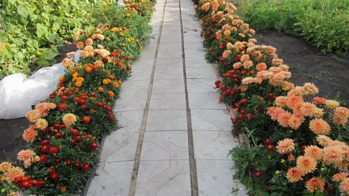 Бордюрные, георгины действительно становятся все более популярными